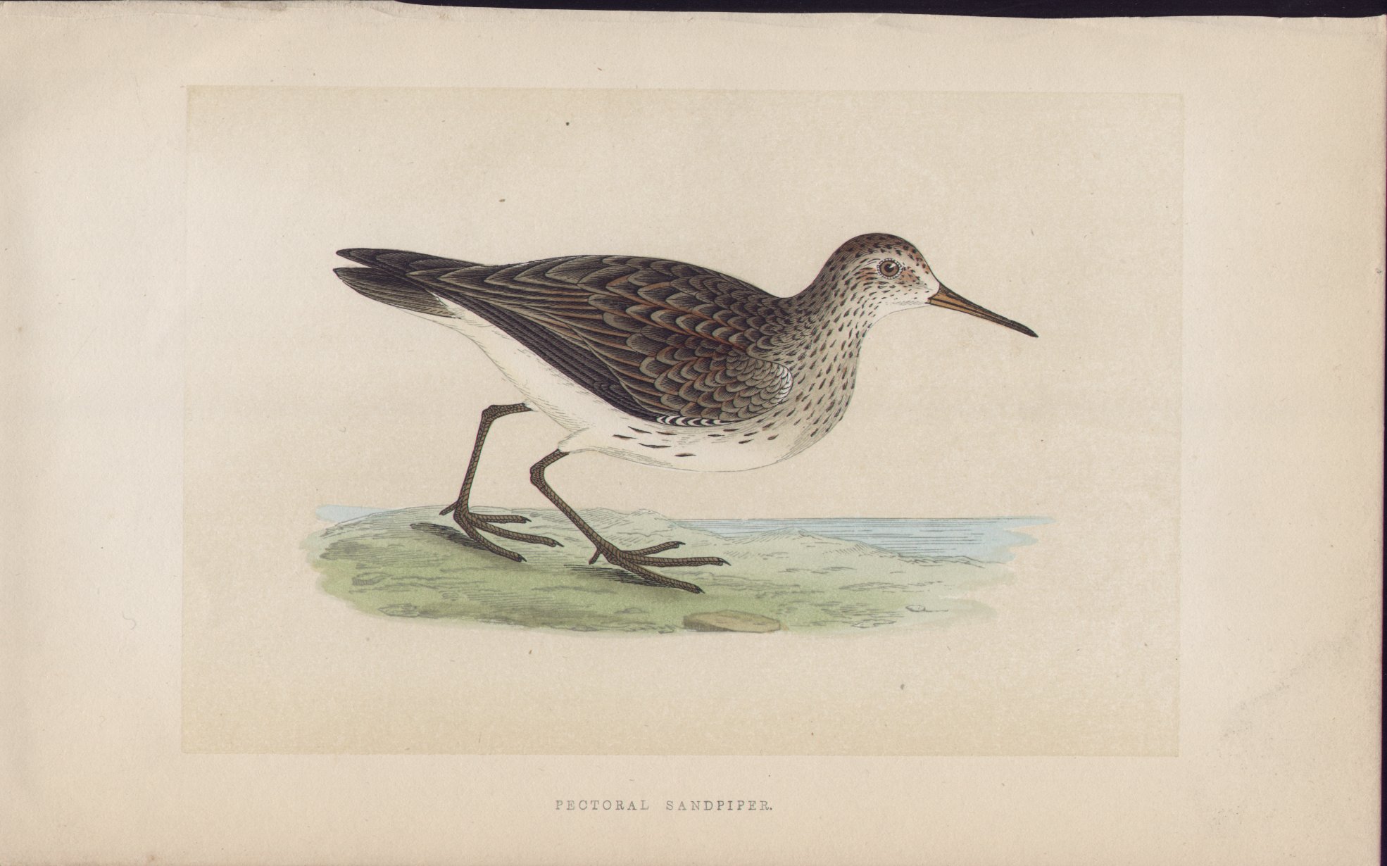 Wood - Pectoral Sandpiper - Fawcett